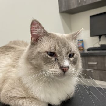 Ark Vets - Veterinarians Near Me - Phoenix, Arizona Ark Vets - Veterinarians Near Me - Phoenix, Arizona