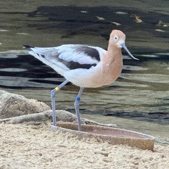 The Fish Hopper - ah what's it beach bird - Seafood Near Me - Monterey, California