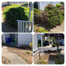 Two main bushes that was taken out! Two main bushes that was taken out!
