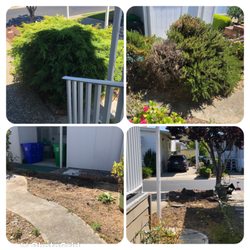 Vo Gardening - Two main bushes that was taken out!