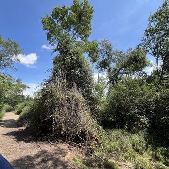 Cypress Trails Ranch - Top of this tree is where the water level was during Harvey 25" - Horseback Riding Near Me - Humble, Texas Cypress Trails Ranch - Top of this tree is where the water level was during Harvey 25" - Horseback Riding Near Me - Humble, Texas