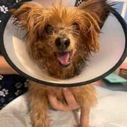 Chili after his first surgery at Hospivet. Chili after his first surgery at Hospivet.