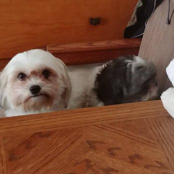 Colaines Pet Services - Two cuties, groomed at therir own home. - Pet Sitting Near Me Colaines Pet Services - Two cuties, groomed at therir own home. - Pet Sitting Near Me