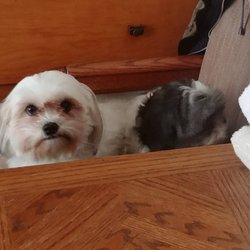 Colaines Pet Services - Two cuties, groomed at therir own home.