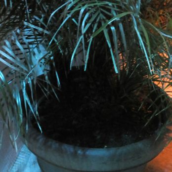 Cabo - CaboRVC PalmPlant - Mexican Near Me - Rockville Centre, New York