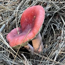Jug Handle State Natural Reserve - Redhead russula