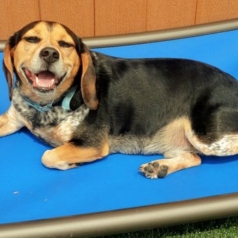 Ruff Housing Cary - Pet Groomers Near Me - Cary, North Carolina