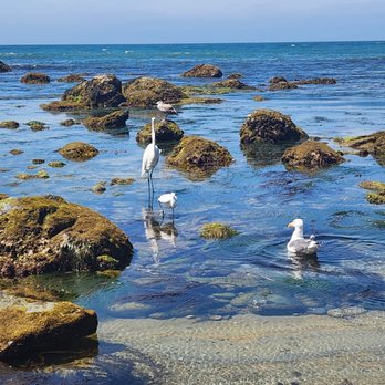 Cabrillo National Monument - Egrets and gulls - Parks Near Me - San Diego, California Cabrillo National Monument - Egrets and gulls - Parks Near Me - San Diego, California