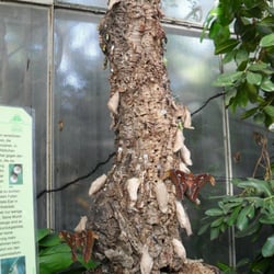 Botanische Staatssammlung - Puppen