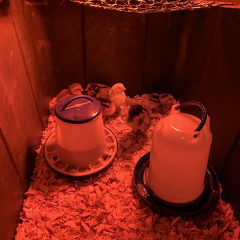 Tractor Supply - Our Six New Baby Chicks - Farming Equipment Near Me - El Cajon, California