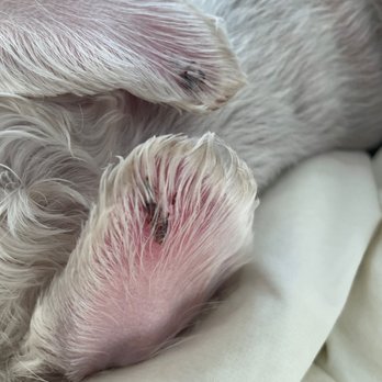 PetSmart - scab on both ears - Pet Stores Near Me - Tracy, California