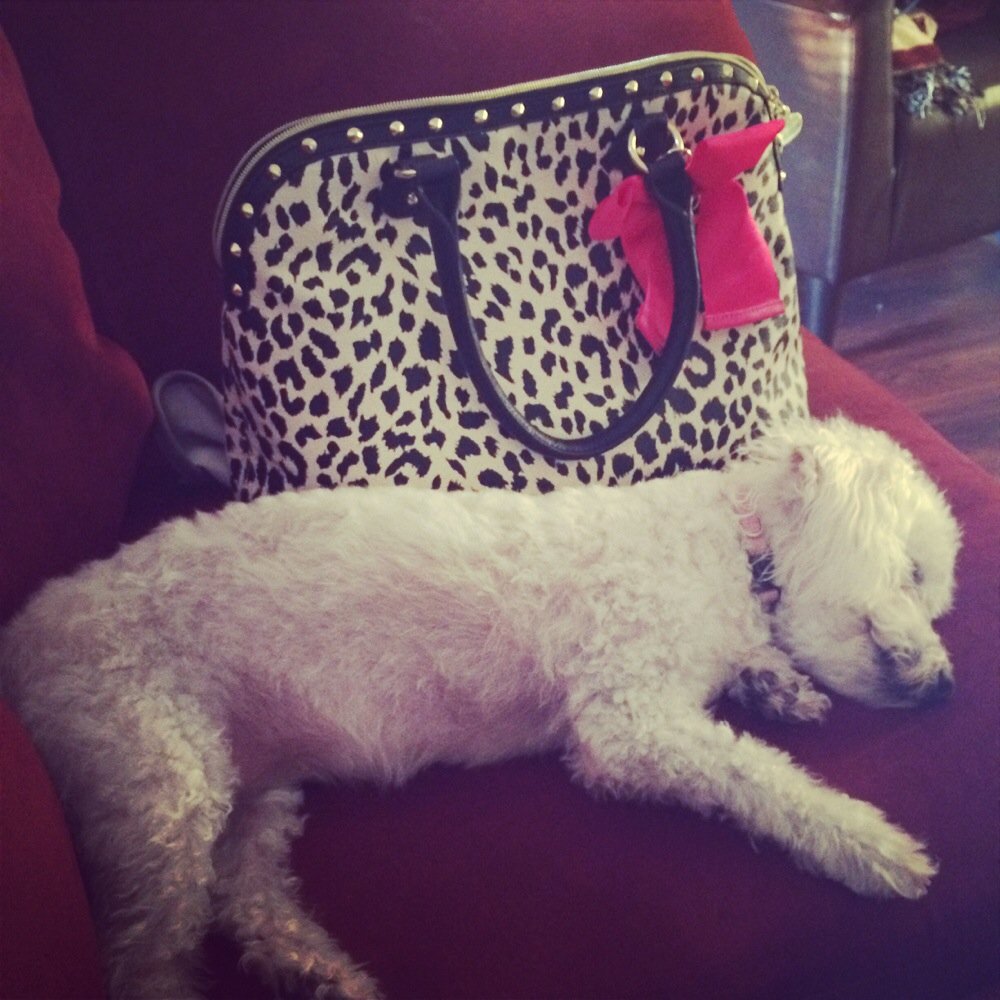 Exhausted after being groomed for the first time. Exhausted after being groomed for the first time.