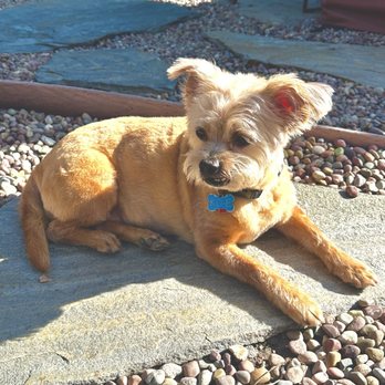 The Pawsitive Mobile Groomer - Koè are little terrier mix. A smart little girl but sometimes can be a little "hard headed," but of course we still love her. - Pet Groomers Near Me The Pawsitive Mobile Groomer - Koè are little terrier mix. A smart little girl but sometimes can be a little "hard headed," but of course we still love her. - Pet Groomers Near Me