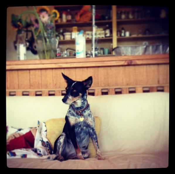 Yes Fur Majesty Pet Services - pet boarding facility in Middleton, WI