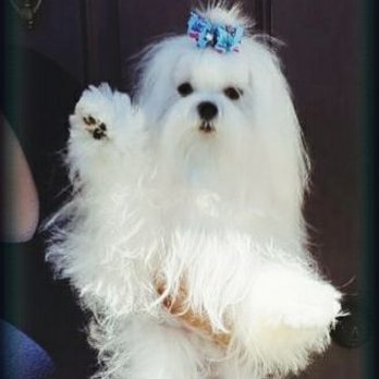 Doggie Day Spa - LUCA @MALTESEAKC - Pet Groomers Near Me - Moreno Valley, California