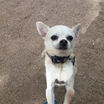 Doggie Dude Ranch - My Chi's been boarding at DDR for over a year - Pet Training Near Me - Castaic, California Doggie Dude Ranch - My Chi's been boarding at DDR for over a year - Pet Training Near Me - Castaic, California