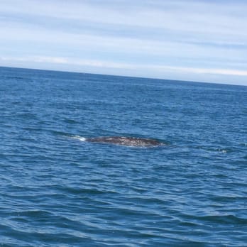 Marine Discovery Tours - Boating Near Me - Newport, Oregon