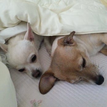 Paw House - A good night sleep after a nice day of grooming - Pet Groomers Near Me - Cypress, California Paw House - A good night sleep after a nice day of grooming - Pet Groomers Near Me - Cypress, California