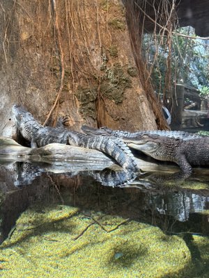Tennessee Aquarium by null