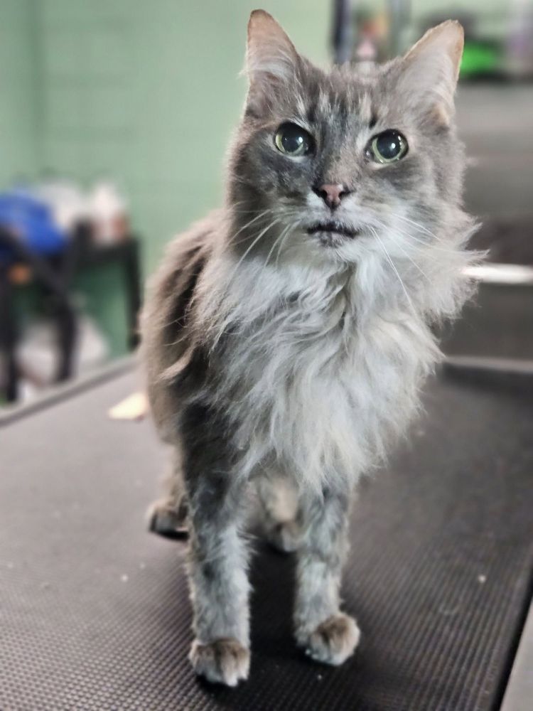 Elite Doggy Spa Pet Grooming, IL | Pet groomer - dogdog.org