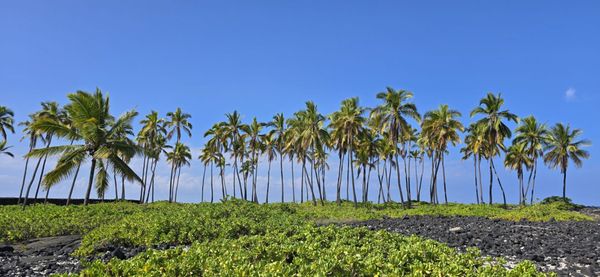 Pu'uhonua O Honaunau National Historical Park by null