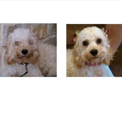 Pampered Pooch - Willa before and after.