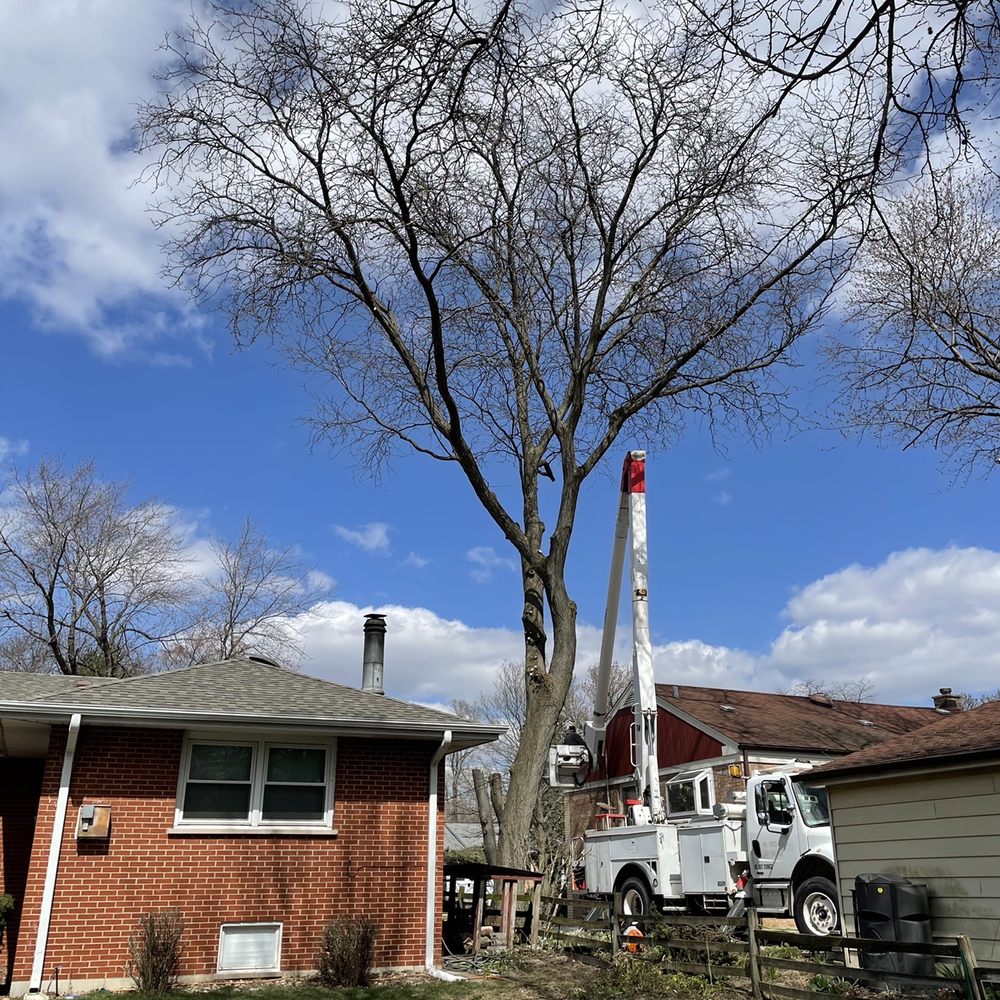 Cross Cuts Tree Service - Tree Services Near Me Cross Cuts Tree Service - Tree Services Near Me