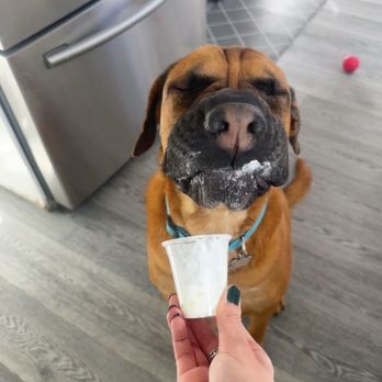 Starbucks - Pup cup - Coffee & Tea Near Me - Canoga Park, California