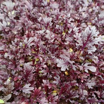 Solenka Microgreens - Food Delivery Services Near Me Solenka Microgreens - Food Delivery Services Near Me
