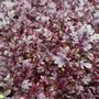 Solenka Microgreens