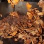 Tacos Don Cheo