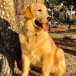 Eagleridge Golden Retreivers - Hutch - Dad Starsky; born 5/21