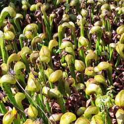 Darlingtonia State Botanical Wayside - So many cobra lilies!
