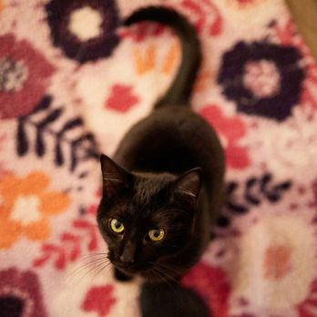 Meow Cat Lounge - Themed Cafes Near Me - Westbrook, Maine