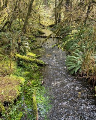 Hoh Rain Forest by null