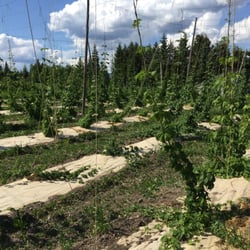 Experimental hops plants~