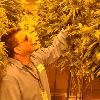 RiverRock South - Daily inspection of the plants is part of our process. - Cannabis Clinics Near Me - Denver, Colorado RiverRock South - Daily inspection of the plants is part of our process. - Cannabis Clinics Near Me - Denver, Colorado