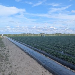 Strawberry field