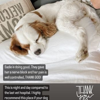 Veterinary Surgical Specialists - Our dog is doing well post-op with her pain well controlled. We're very appreciative!!! - Veterinarians Near Me - Tustin, California Veterinary Surgical Specialists - Our dog is doing well post-op with her pain well controlled. We're very appreciative!!! - Veterinarians Near Me - Tustin, California