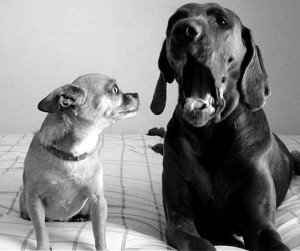 Clear Lake Pets Image