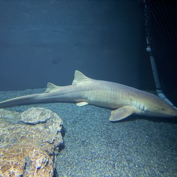 National Aquarium - Aquariums Near Me - Baltimore, Maryland