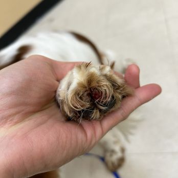 PetSmart - Blood on his nail area, blood streaks on the floor. - Pet Training Near Me - Lake Forest, California