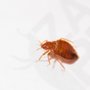 Photo of Red Door Pest Control