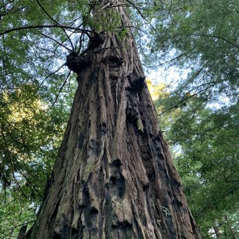Sam McDonald Park - Big trees! - Parks Near Me - Loma Mar, California