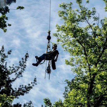 Anjoe Tree Service - Tree Services Near Me - Albany, New York