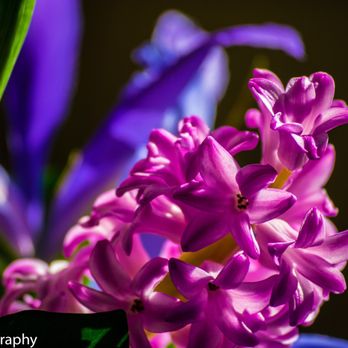 Fleur de Lis Florist - Beautiful hyacinth arrangement for my girlfriend! - Florists Near Me - Baltimore, Maryland Fleur de Lis Florist - Beautiful hyacinth arrangement for my girlfriend! - Florists Near Me - Baltimore, Maryland