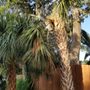 Photo of King and Sons Tree Service