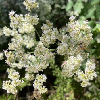 Haagen - Dazs Honey Bee Haven - Bees gathering pollen! - Local Flavor Near Me - Davis, California