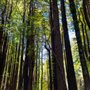 Photo of Pomo Canyon Trail