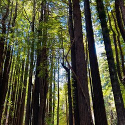Pomo Canyon Trail